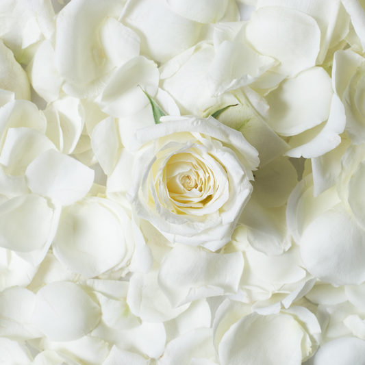 White Roses: A Touch Purity